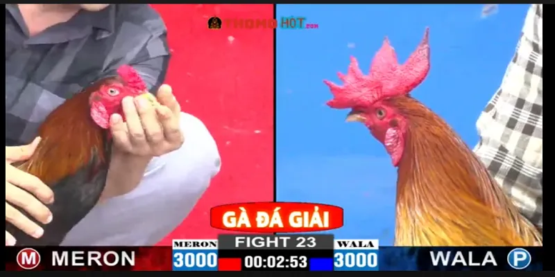 Đá Gà H13 Là Gì